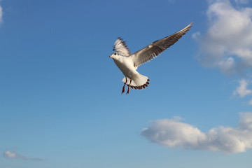beautiful seagulls in the winter at sea, walking with family