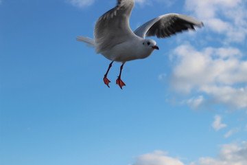 beautiful seagulls in the winter at sea, walking with family
