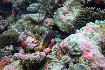 Naklejka na ściany i meble amazing marine fish world maldives
