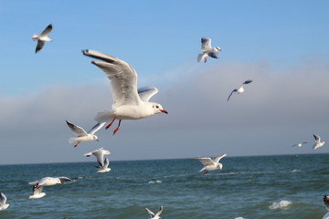 Fototapeta na wymiar beautiful seagulls in the winter at sea, walking with family