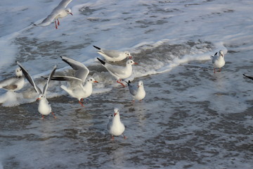 beautiful seagulls in the winter at sea, walking with family