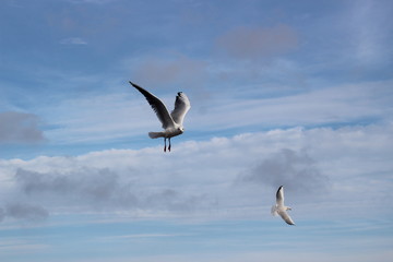 beautiful seagulls in the winter at sea, walking with family