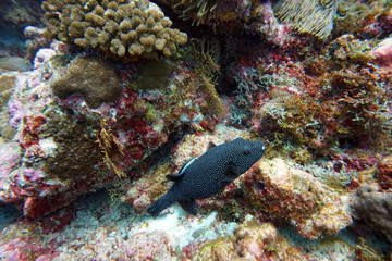 amazing marine fish world maldives