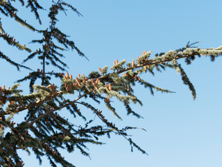 Rameaux aux aiguilles courtes bleuâtres garnis de bourgeons brunâtre et dressés du cèdre bleu ou cèdre de l'Atlas en début d'automne (Cedrus atlantica)