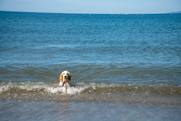 波左間海水浴場_ゴールデンレトニエル