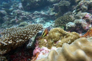Naklejka na ściany i meble amazing marine fish world maldives