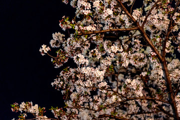 目黒川の夜桜