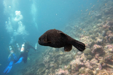 Fototapeta premium amazing marine fish world maldives