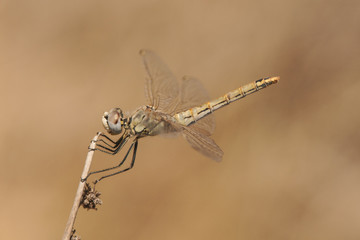 Sympetrum fonscolombii Red-veined Darter one of the most common dragonflies that can be seen in Andalusia