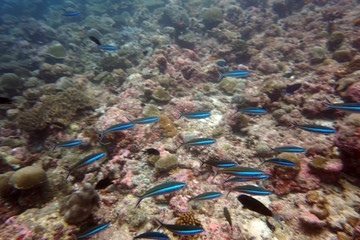 amazing marine fish world maldives