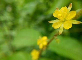 Yellow colour flower