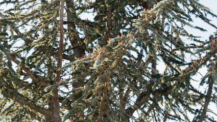 Rameaux aux aiguilles courtes bleuâtres garnis de bourgeons brunâtre et dressés du cèdre bleu ou cèdre de l'Atlas en début d'automne (Cedrus atlantica)