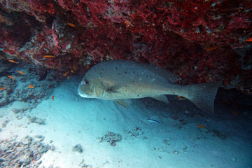 amazing marine fish world maldives