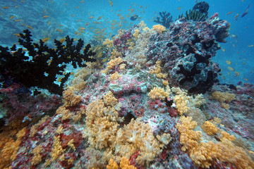 Fototapeta na wymiar amazing marine fish world maldives