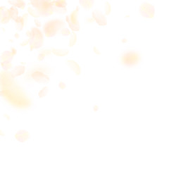 Yellow orange flower petals falling down. Outstand
