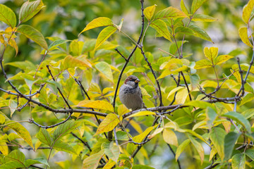 branch of a tree in autumn with bird on the branch in autumn, colorful green and yellow leaves on blurred background