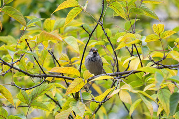 branch of a tree in autumn with bird on the branch in autumn, colorful green and yellow leaves on blurred background