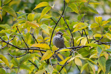 branch of a tree in autumn with bird on the branch in autumn, colorful green and yellow leaves on blurred background