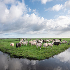 Naklejka na ściany i meble flock of sheep in green grassy meadow behind canal with reflections of sky in holland