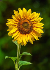 One sunflower blooms in the garden