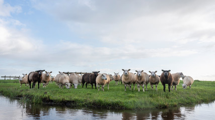 flock of sheep in green grassy meadow behind canal with reflections of sky in holland