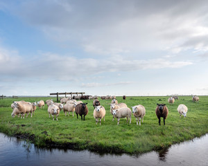 Fototapeta premium flock of sheep in green grassy meadow behind canal with reflections of sky in holland