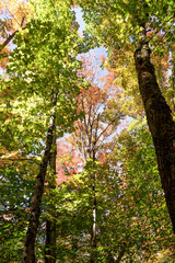 Colorful autumn trees. Indian Summer in Canada