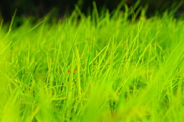 Grass
