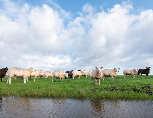 Naklejka na ściany i meble flock of sheep in green grassy meadow behind canal with reflections of sky in holland