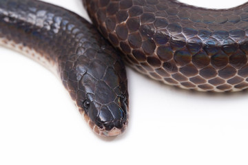 Xenopeltis unicolor. Common names: sunbeam snake is a non-venomous sunbeam snake species found in...