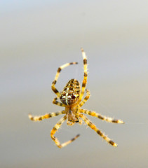Araneus diadematus European garden spider, diadem spider, orangie, cross spider