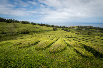 Huge field of tea plantation in A&ccedil;ores, Portugal