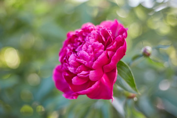 Pink peonies in the garden