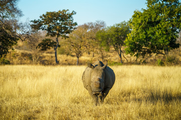 white rhino without horns in kruger national park, south africa 12
