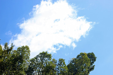 흰구름 과 나무