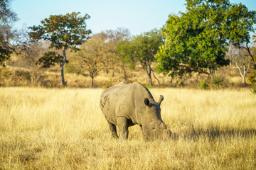 Fototapeta premium white rhino without horns in kruger national park, south africa 16