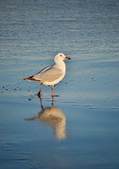 amazing seagull reflected on a water blue hour in bondi beach Sydney Australia