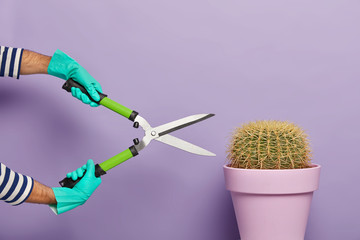 Mans hands holding clippers or gardening shears, cuts potted succulent cactus, wears rubber gloves,...