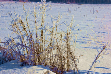 Branch of a tree in hoarfrost on a background of blue sky