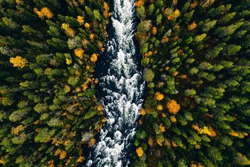Fototapety  Widok z lotu ptaka na szybki przepływ rzeki przez skały i kolorowy las. Jesień w Finlandii
