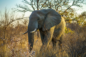 Fototapeta premium elephant in kruger national park, south africa 1