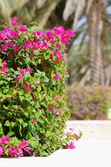 pink flowers in the garden