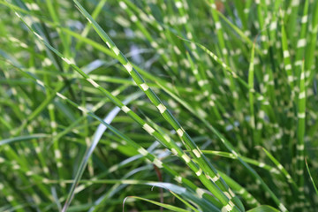 Green grass, whose leaves have white layers