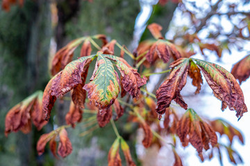 autumn, colorful green and yellow leaves on blurred background