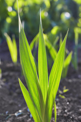 Obraz premium Green grass natural background texture