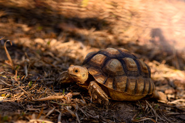 Giant African spurred tortoise (Centrochelys sulcata), also called the sulcata tortoise, is a species of tortoise, which inhabits the southern edge of the Sahara desert, in Africa.