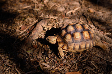Giant African spurred tortoise (Centrochelys sulcata), also called the sulcata tortoise, is a species of tortoise, which inhabits the southern edge of the Sahara desert, in Africa.