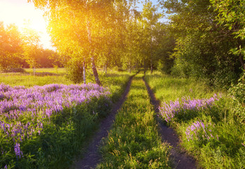 purple flowers on a meadow and sunset