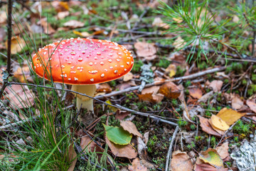 grzyb muchomor w lesie jesień © rpetryk