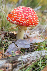 grzyb muchomor w lesie jesień © rpetryk